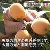 天草で 露地びわの収穫始まる  