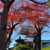 【東京 寺さんぽ】護国寺