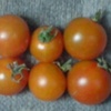 水耕栽培ミニトマト　今晩は６つ収穫できました。