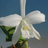 Cattleya sincorana f.alba`White Star' 