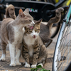 近隣繁華街のねこさん