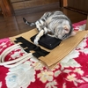 猫、獲物に逃げられ待ち伏せをする