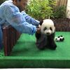 【マレーシア】赤ちゃんパンダの一般公開がスタート！赤ちゃんパンダに会ってきた