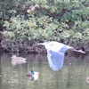 アオサギさん「カモ🦆さんたち、おはよー‼️」
