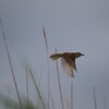 飛ぶオオヨシキリ