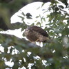 ハイタカの食事・オオタカなど(大阪城野鳥探鳥 2018/02/03 6:25-12:10)