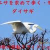 エサを求めて歩く・96（38枚の回転スライドショー）