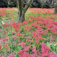 深紅に染まる成木の河畔。ヒガンバナ盛期