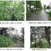 【台風一過団地内樹木の倒木、枝折れ】