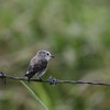 シロガシラタイランチョウ(White-headed Marsh-Tyrant)など