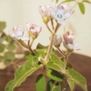帽子