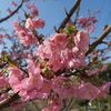 　春の気配・河津桜