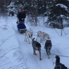 12/26 ＊ A dog sled！🐕 ～アラスカ・オーロラの旅 Day１-１～