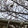 神社の梅の木にメジロが来ています。