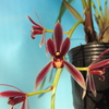 Cymbidium dayanum (Red Type)