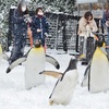 雪を喜ぶペンギンをみて思い出す『はみだしっ子』