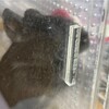 くろごまあん二世 335日目