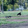 花と光のムーブメント、舎人公園カラスさんぽ