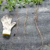 本日の草取り