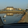 コウノトリのいる鳴門の風景