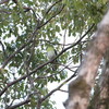 春のきざし(大阪城野鳥探鳥 2019/02/23 6:20-10:45)