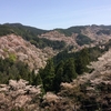 青空と黄砂の千本桜