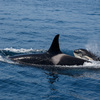 知床・羅臼の海でシャチとザトウクジラを見てきた