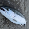 【Salmon釣り】怒涛のファイト！サマースチールヘッドにリベンジなるか！？