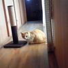 猫の丸洗い？