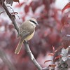 動物園裏の野鳥を紹介（２０２０　０５２３）