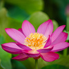 咲き始めたハスの花：上市