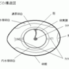  鶏の一日と一生（５）