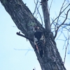 北海道旅行　－Day２ 　網走湖畔で鳥見、オオアカゲラ・アカゲラ・ノビタキなど－