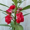 植木鉢の持ち帰り〜持ち帰りは親の仕事〜
