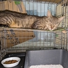 島猫TNR＝石垣島のノラ猫の不妊手術。　330匹目、331匹目です。😺