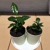 #21 コーヒーの木 植え替え