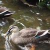 野鳥撮影の醍醐味を堪能した試し撮り！