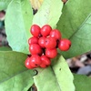 センリョウの赤い実