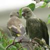 ベランダからの鳥ちゃん　２