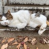ブチコ捕獲一時断念