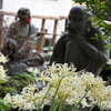 今年を振り返る「香林寺白い曼珠沙華」