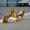 東北東部北離島のねこさん