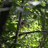 ノドアカアリフウキンチョウ Red-throated Ant Tanager
