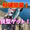 秋磯開幕！大月町古満目の磯で秋の磯魚を狙い打て！（動画もあるよ）