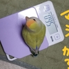 コザクラインコに癒されています(≧▽≦)