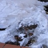 ２０２４年春　雪の庭から”レンガの小道”を開通させる