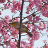 一気に春が…寒彼岸桜満開♪＠鴨川