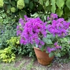 暑さに強い花「矮性サルスベリ」で夏の庭を華やかに！