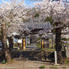 東吾妻町大戸の桜