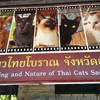 【シャム猫保護活動】タイのアンパワーにある保護猫施設に行きました